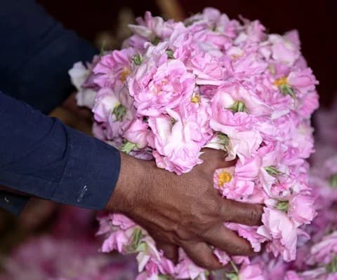 گلهای رز در فرایند انتخاب مواد اولیه عطر